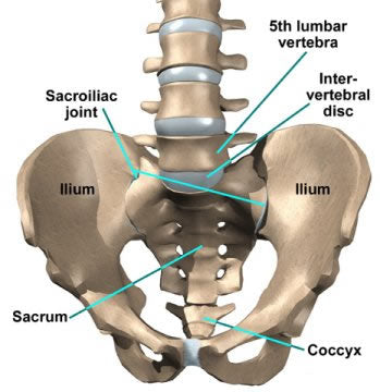 What is a SI joint?